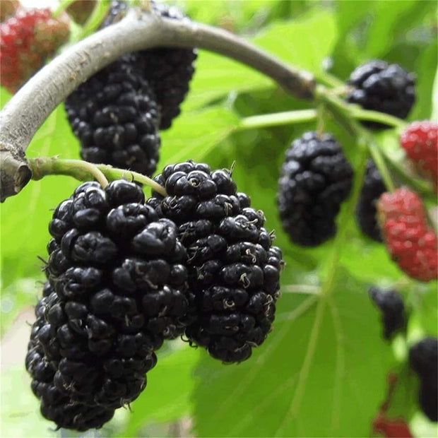 Mulberry Fruit Tree - 100 Seeds - South Mountain Nursery