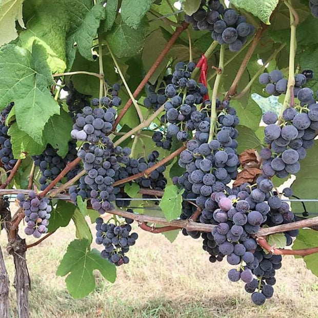 Muscadine Grape Seeds - Non GMO - Vitis Rotundifolia E165 - South Mountain Nursery
