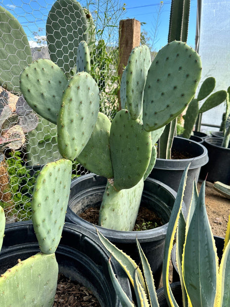 Nopales Prickly Pear Cactus - Spineless Thornless Edible - 2 Pads - Opuntia Ficus - indica - South Mountain Nursery