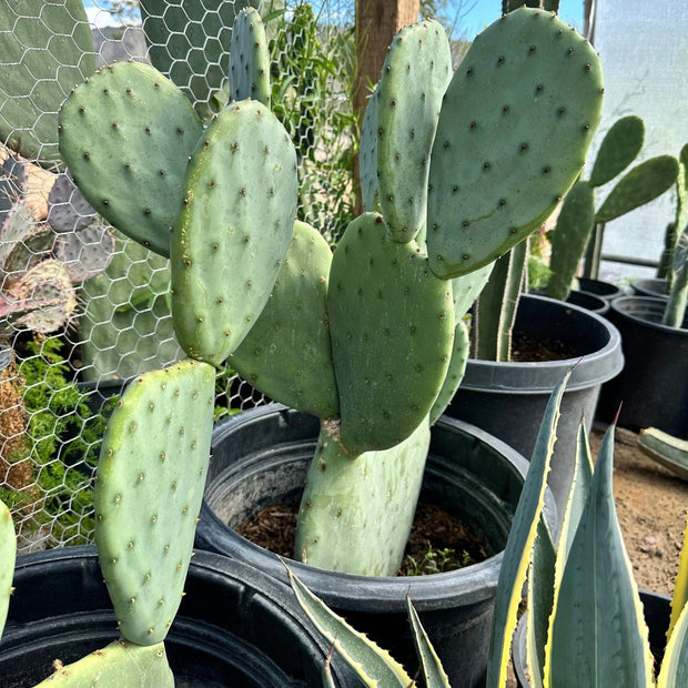 Nopales Prickly Pear Cactus - Spineless Thornless Edible - 2 Pads - Opuntia Ficus - indica - South Mountain Nursery