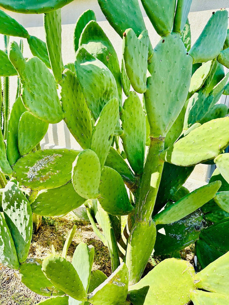 Nopales Prickly Pear Cactus - Spineless Thornless Edible - 2 Pads - Opuntia Ficus - indica - South Mountain Nursery