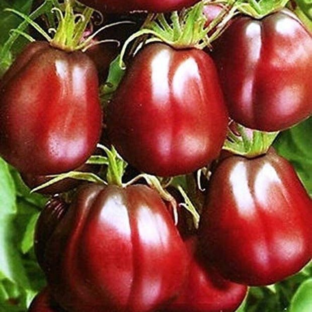 Organic Black Truffle Japanese Tomato Seeds - Non GMO - Easy to Grow Vegetable Garden - South Mountain Nursery