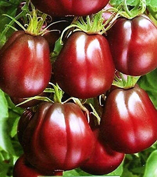 Organic Black Truffle Japanese Tomato Seeds - Non GMO - Easy to Grow Vegetable Garden - South Mountain Nursery