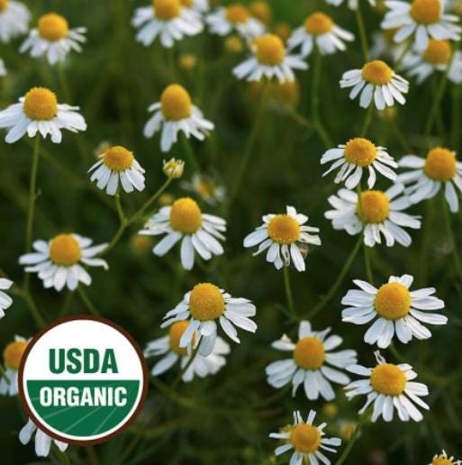 Organic German Chamomile Seeds - Ground Cover Flowers Plants Easy to Plant and Grow - South Mountain Nursery