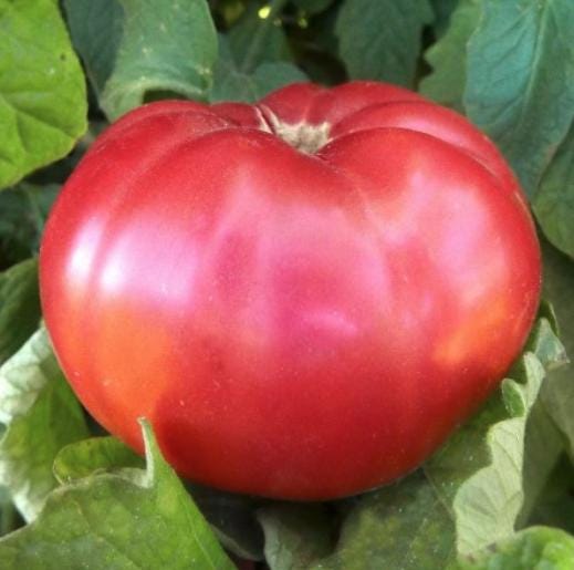 Organic Giant Belgian Pink Heirloom Tomato Seeds - Non GMO - Easy to Grow Vegetable Garden - South Mountain Nursery