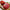 Organic Giant Belgian Pink Heirloom Tomato Seeds - Non GMO - Easy to Grow Vegetable Garden - South Mountain Nursery
