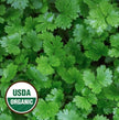 Organic Leisure Coriander Cilantro Seeds - Coriandrum Sativum - Easy to Grow Vegetable Garden - South Mountain Nursery