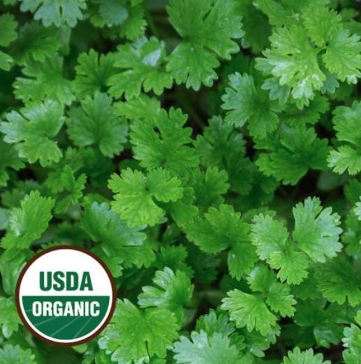 Organic Leisure Coriander Cilantro Seeds - Coriandrum Sativum - Easy to Grow Vegetable Garden - South Mountain Nursery
