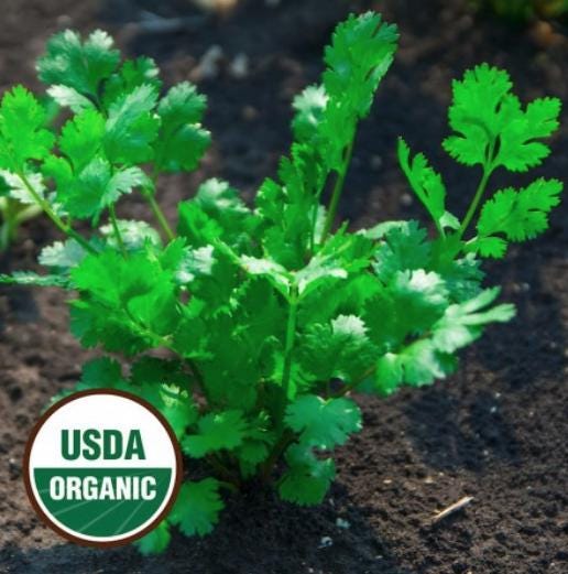 Organic Leisure Coriander Cilantro Seeds - Coriandrum Sativum - Easy to Grow Vegetable Garden - South Mountain Nursery