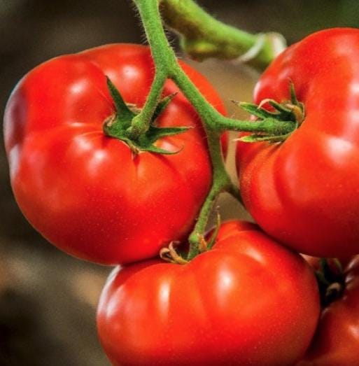 Organic Marglobe Heirloom Tomato Seeds - Non GMO - Easy to Grow Vegetable Garden - South Mountain Nursery