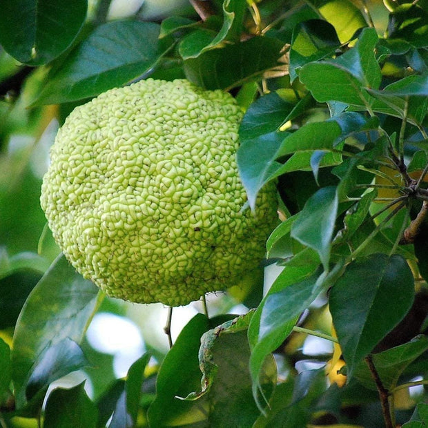Osage Orange Tree - 20 Heirloom Seeds - Non GMO Seeds - South Mountain Nursery