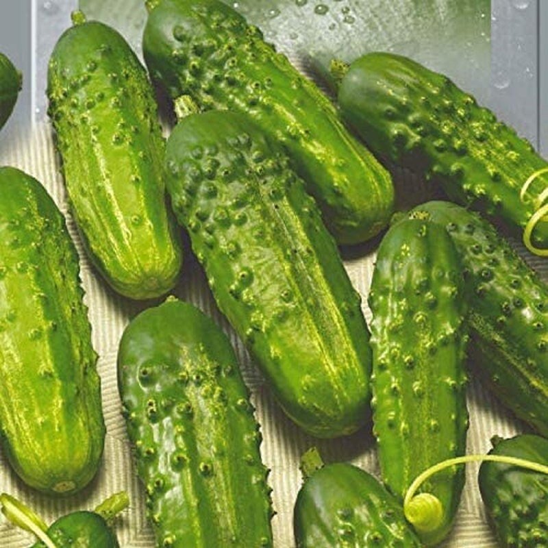 Parisian Cucumber Gherkin - 40 Seeds - "Concombre de Paris" Non GMO Heirloom - South Mountain Nursery