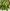 Parisian Cucumber Gherkin - 40 Seeds - 