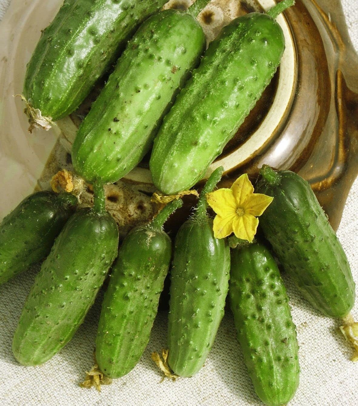 Parisian Cucumber Gherkin - 40 Seeds - 