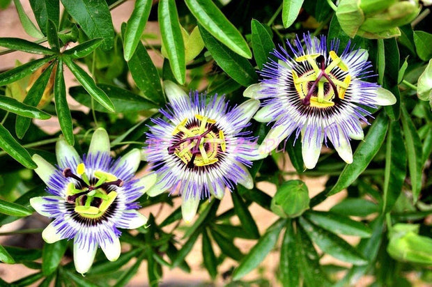 Passion Flower Passiflora Passion Vine Maypop Granadilla Treasure Flower - 10 Seeds - South Mountain Nursery
