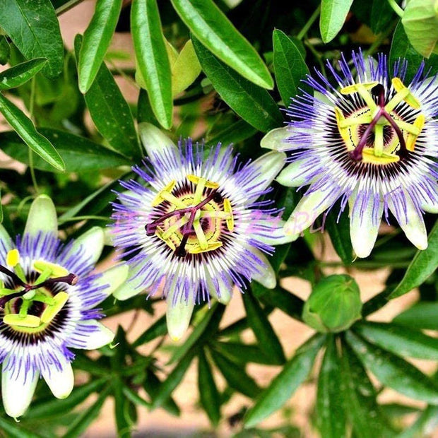 Passion Flower Passiflora Passion Vine Maypop Granadilla Treasure Flower - 10 Seeds - South Mountain Nursery