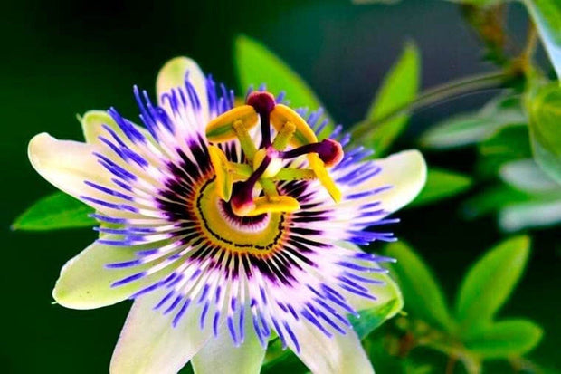 Passion Flower Passiflora Passion Vine Maypop Granadilla Treasure Flower - 10 Seeds - South Mountain Nursery