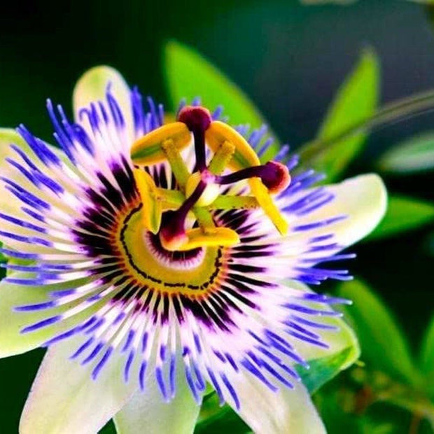 Passion Flower Passiflora Passion Vine Maypop Granadilla Treasure Flower - 10 Seeds - South Mountain Nursery