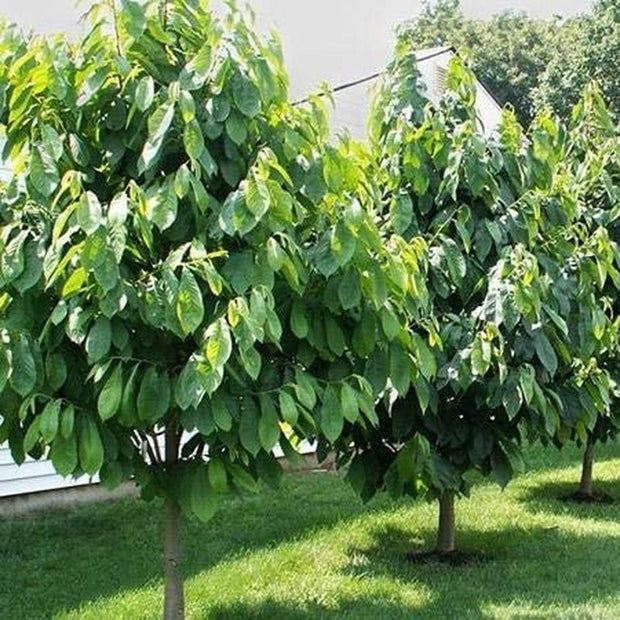 Paw Paw Tree - 6 Seeds - Edible Fruit, Easy to Grow, Exotic - South Mountain Nursery