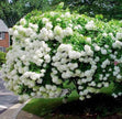 Pee Gee Hydrangea Seeds - Beautiful Attractive Showy and Hardy Perennial Flowers - South Mountain Nursery