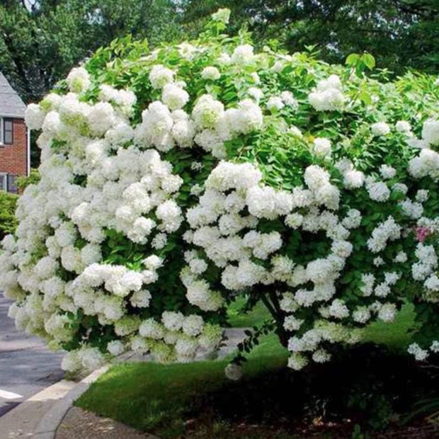 Pee Gee Hydrangea Seeds - Beautiful Attractive Showy and Hardy Perennial Flowers - South Mountain Nursery
