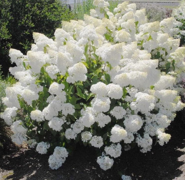 Pee Gee Hydrangea Seeds - Beautiful Attractive Showy and Hardy Perennial Flowers - South Mountain Nursery