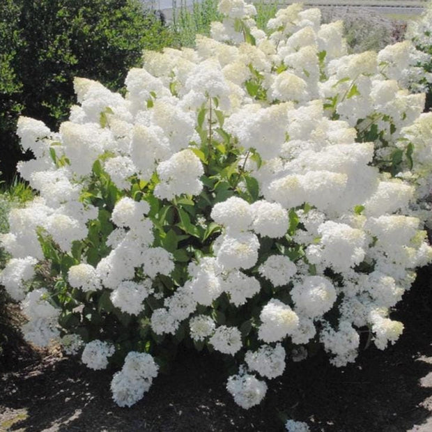Pee Gee Hydrangea Seeds - Beautiful Attractive Showy and Hardy Perennial Flowers - South Mountain Nursery
