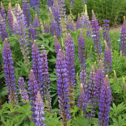 Perennial Lupine Seeds - Rainbow Blossoms Rare Wildflower - Easy to Plant and Grow - South Mountain Nursery