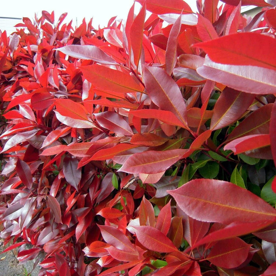 Photinia X Fraseri Red Tip Photinia Evergreen Shrub - 100 Seeds - Hardy Easy to Grow Gardens Landscapes Used as Hedge or Screen Outdoor - South Mountain Nursery