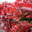 Photinia X Fraseri Red Tip Photinia Evergreen Shrub - 100 Seeds - Hardy Easy to Grow Gardens Landscapes Used as Hedge or Screen Outdoor - South Mountain Nursery