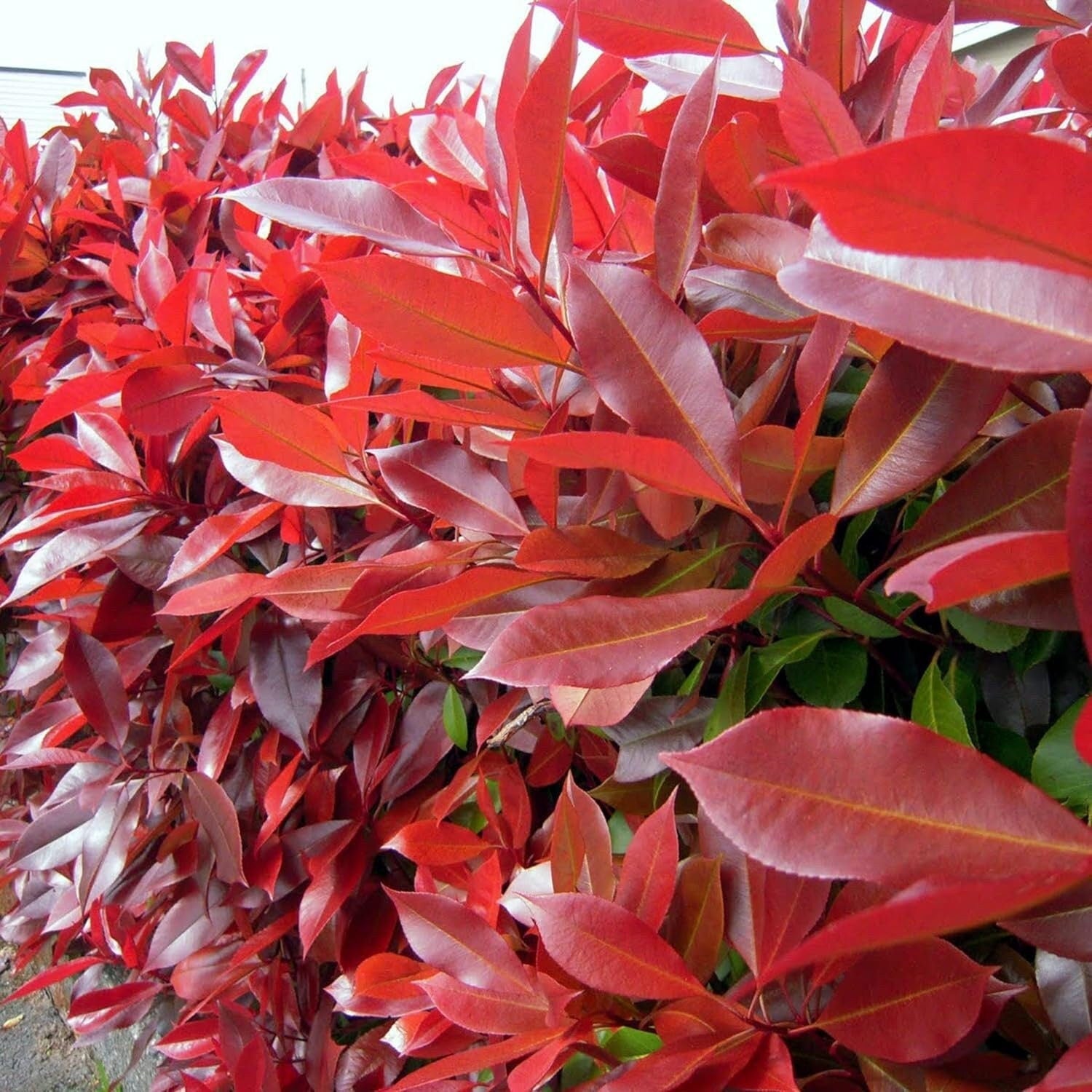 Photinia X Fraseri Red Tip Photinia Evergreen Shrub - 100 Seeds - Hardy Easy to Grow Gardens Landscapes Used as Hedge or Screen Outdoor - South Mountain Nursery