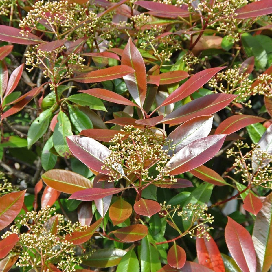 Photinia X Fraseri Red Tip Photinia Evergreen Shrub - 100 Seeds - Hardy Easy to Grow Gardens Landscapes Used as Hedge or Screen Outdoor - South Mountain Nursery