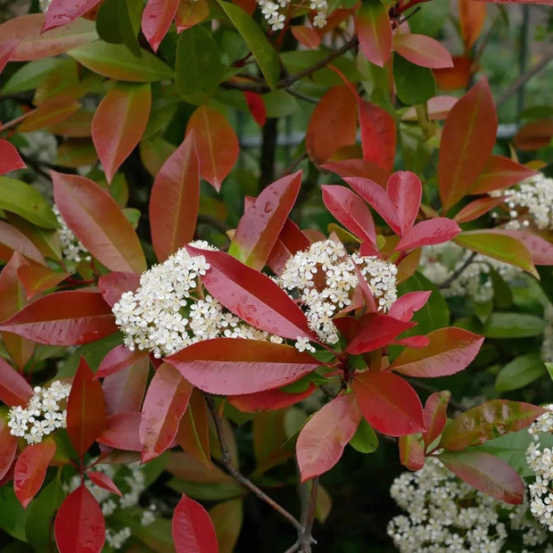 Photinia X Fraseri Red Tip Photinia Evergreen Shrub - 100 Seeds - Hardy Easy to Grow Gardens Landscapes Used as Hedge or Screen Outdoor - South Mountain Nursery