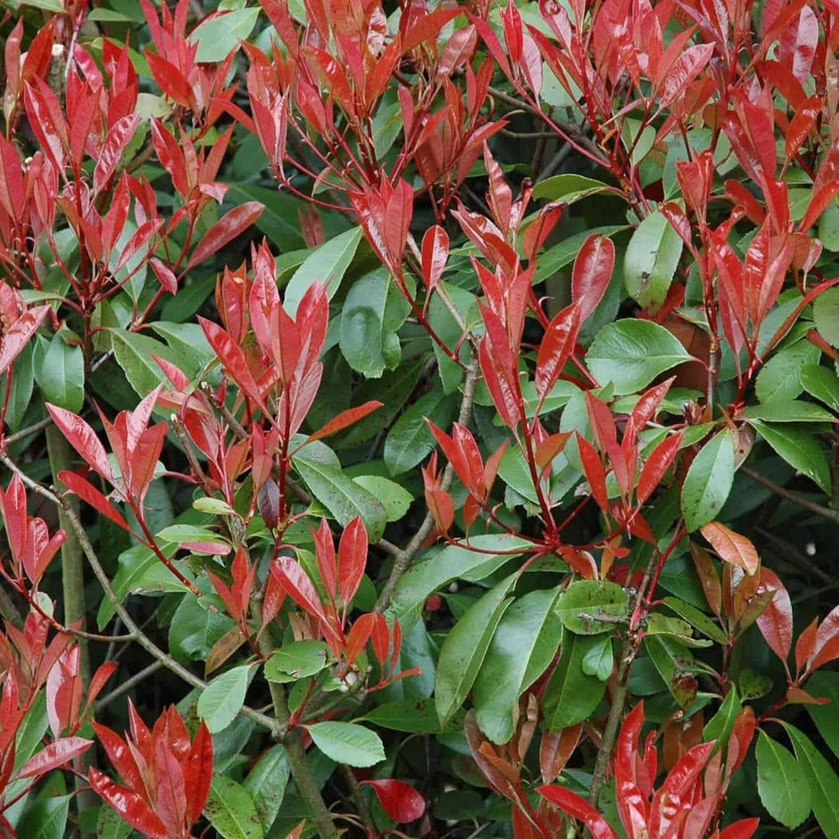 Photinia X Fraseri Red Tip Photinia Evergreen Shrub - 100 Seeds - Hardy Easy to Grow Gardens Landscapes Used as Hedge or Screen Outdoor - South Mountain Nursery