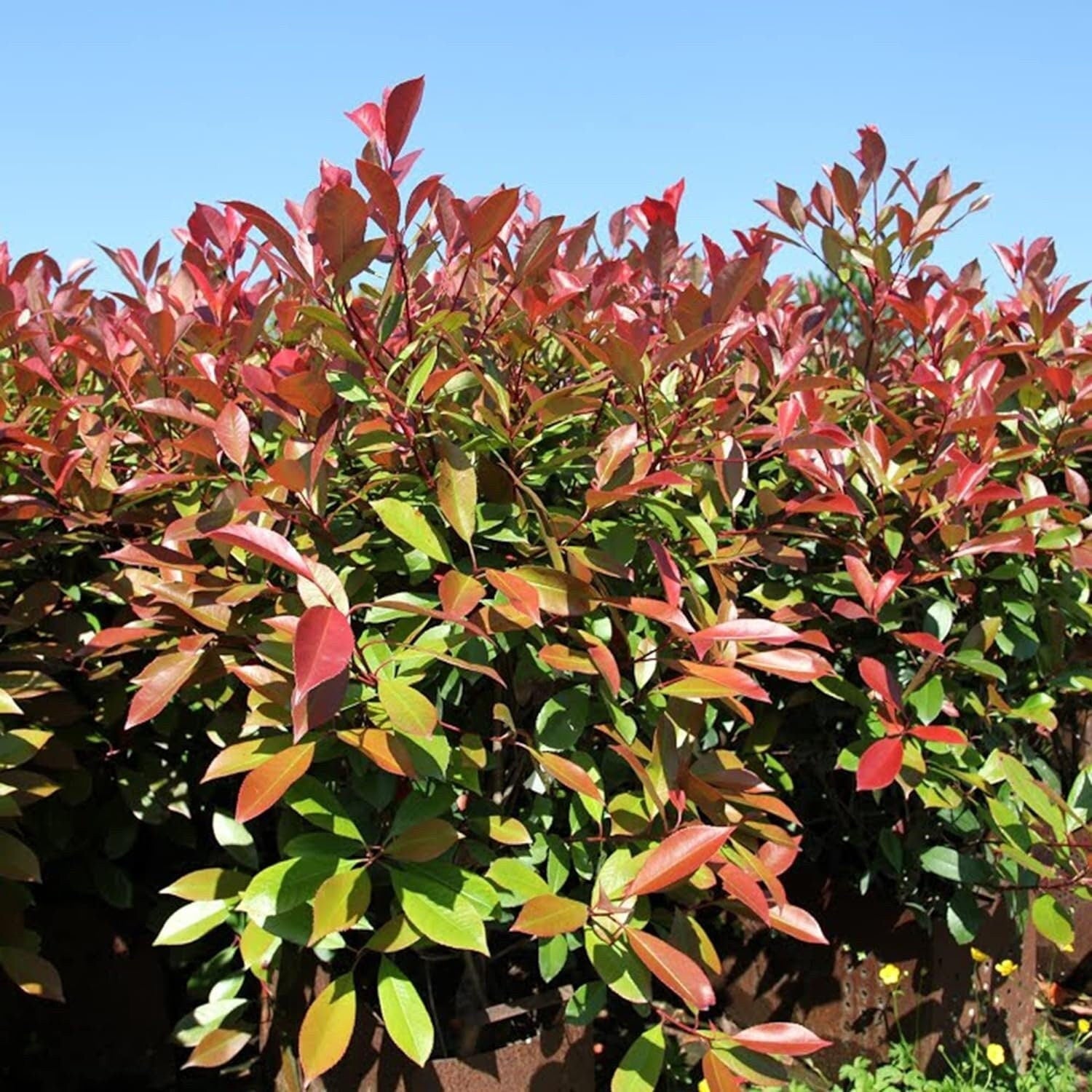 Photinia X Fraseri Red Tip Photinia Evergreen Shrub - 100 Seeds - Hardy Easy to Grow Gardens Landscapes Used as Hedge or Screen Outdoor - South Mountain Nursery