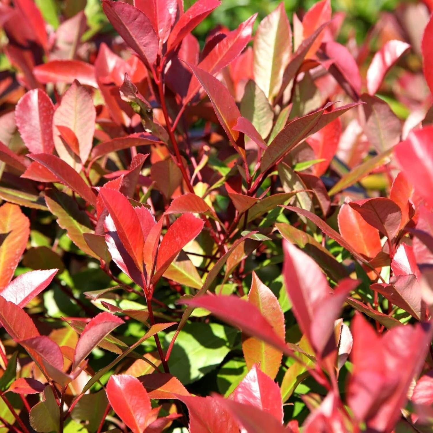 Photinia X Fraseri Red Tip Photinia Evergreen Shrub - 100 Seeds - Hardy Easy to Grow Gardens Landscapes Used as Hedge or Screen Outdoor - South Mountain Nursery