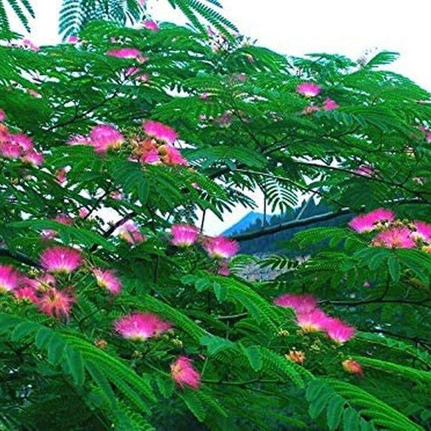 Pink Albizia Julibrissin Tree - 20 Seeds - Mimosa Tree, Silk Tree, Persian Silk Tree - South Mountain Nursery
