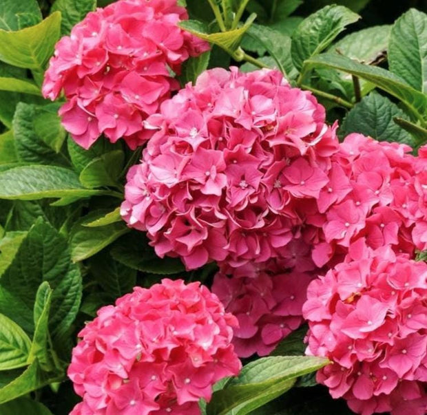 Pink Hydrangea Seeds - Beautiful Attractive Showy and Hardy Perennial Flowers - South Mountain Nursery