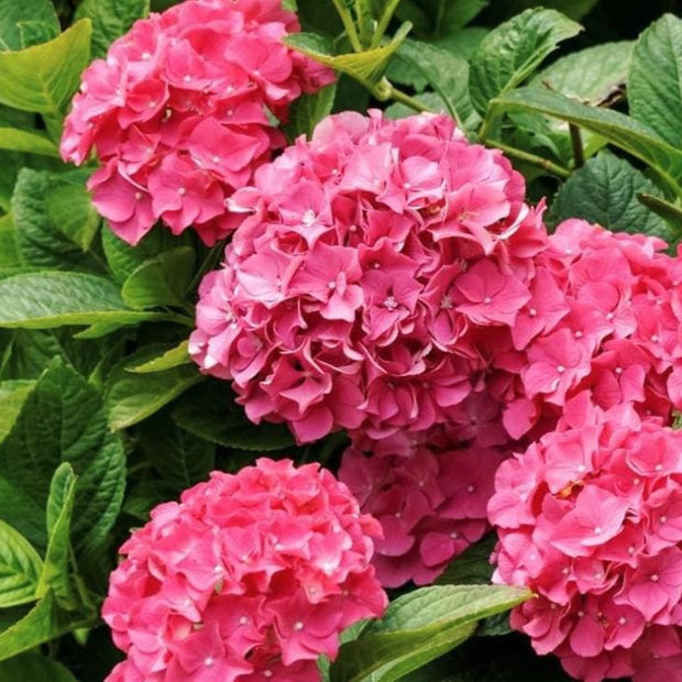 Pink Hydrangea Seeds - Beautiful Attractive Showy and Hardy Perennial Flowers - South Mountain Nursery