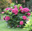 Pink Hydrangea Seeds - Beautiful Attractive Showy and Hardy Perennial Flowers - South Mountain Nursery