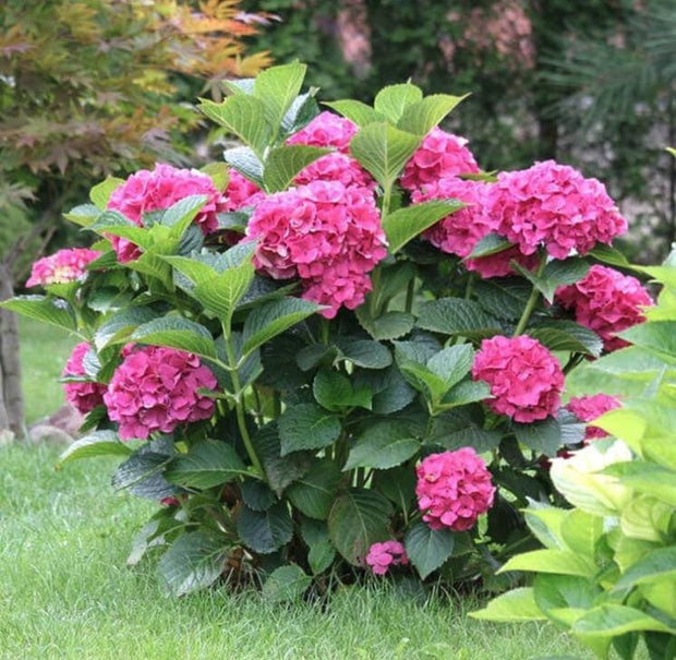 Pink Hydrangea Seeds - Beautiful Attractive Showy and Hardy Perennial Flowers - South Mountain Nursery