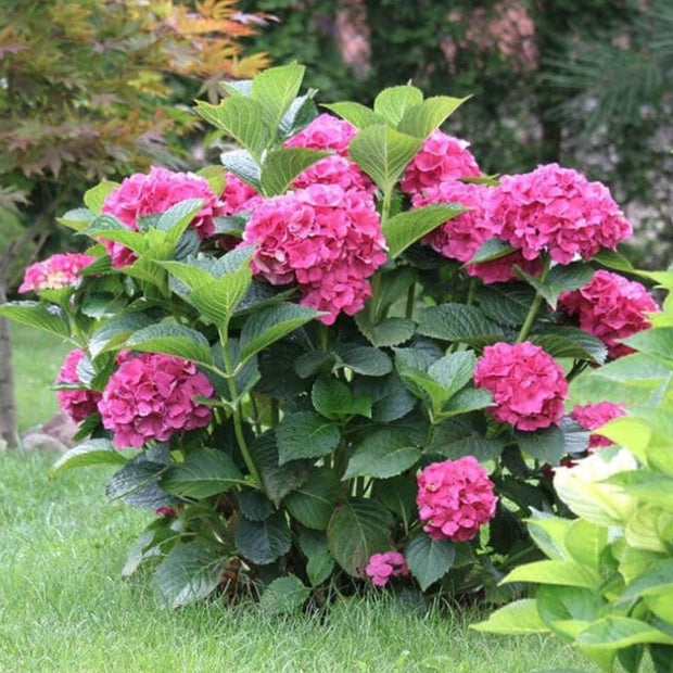 Pink Hydrangea Seeds - Beautiful Attractive Showy and Hardy Perennial Flowers - South Mountain Nursery