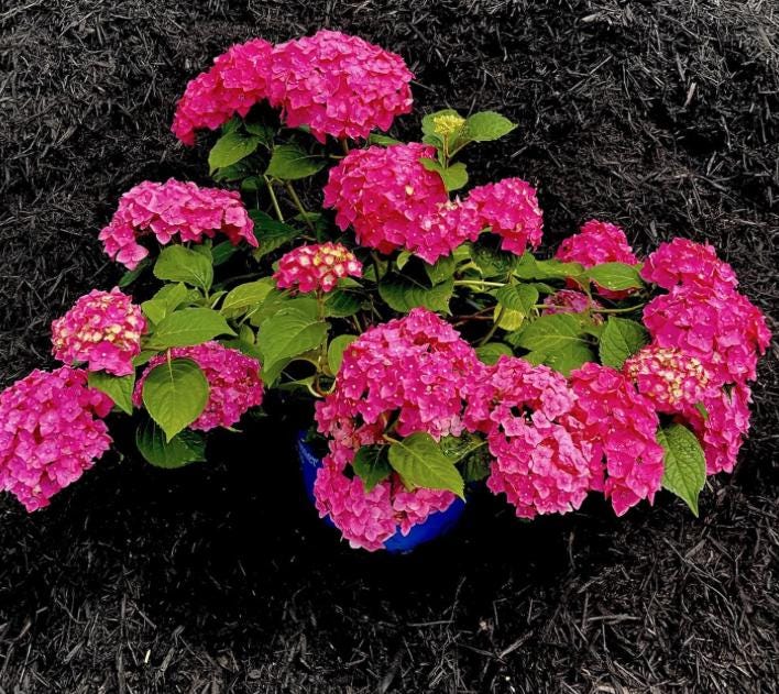 Pink Hydrangea Seeds - Beautiful Attractive Showy and Hardy Perennial Flowers - South Mountain Nursery