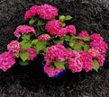 Pink Hydrangea Seeds - Beautiful Attractive Showy and Hardy Perennial Flowers - South Mountain Nursery