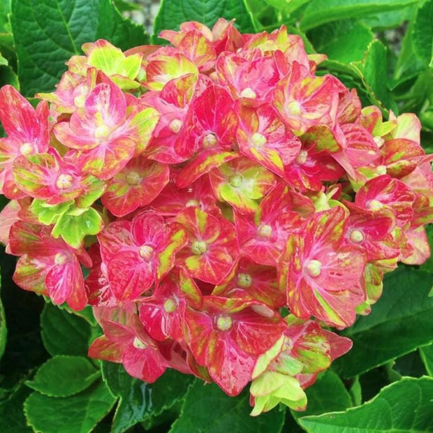Pistachio Hydrangea Seeds - Beautiful Attractive Showy and Hardy Perennial Flowers - South Mountain Nursery