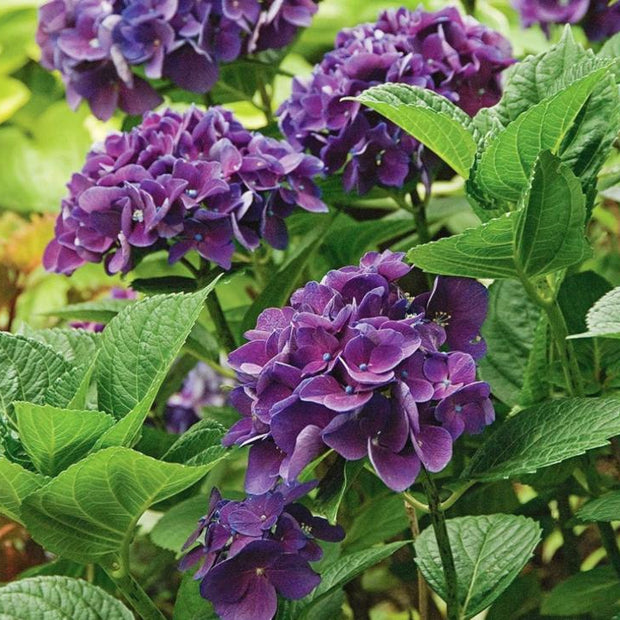 Purple Hydrangea Seeds - Beautiful Attractive Showy and Hardy Perennial Flowers - South Mountain Nursery