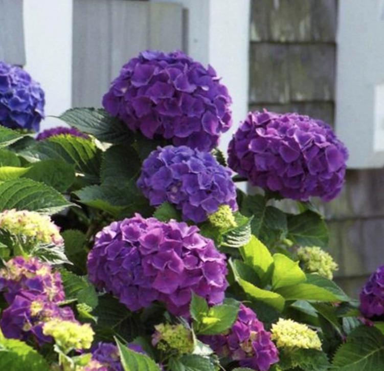 Purple Hydrangea Seeds - Beautiful Attractive Showy and Hardy Perennial Flowers - South Mountain Nursery