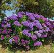 Purple Hydrangea Seeds - Beautiful Attractive Showy and Hardy Perennial Flowers - South Mountain Nursery