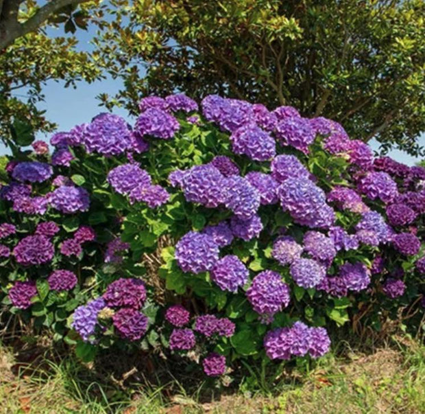 Purple Hydrangea Seeds - Beautiful Attractive Showy and Hardy Perennial Flowers - South Mountain Nursery
