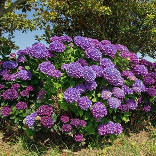 Purple Hydrangea Seeds - Beautiful Attractive Showy and Hardy Perennial Flowers - South Mountain Nursery